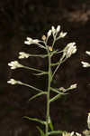 Heller's cudweed